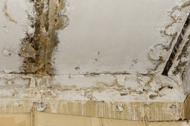  Blue Mound, TX Mold Removal Pros